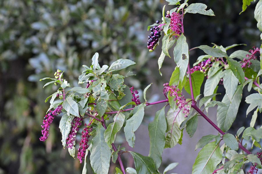 Phytolacca americana / Fitolacca, Cremesina, Uva-turca